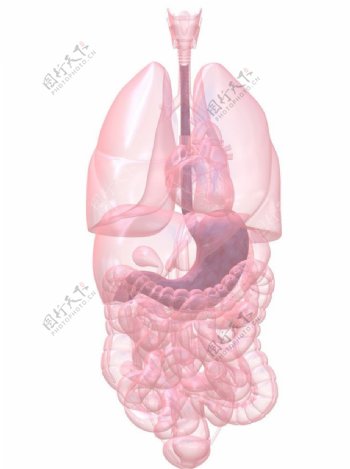 肺部图图片