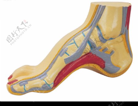 人体器官图脚部2图片