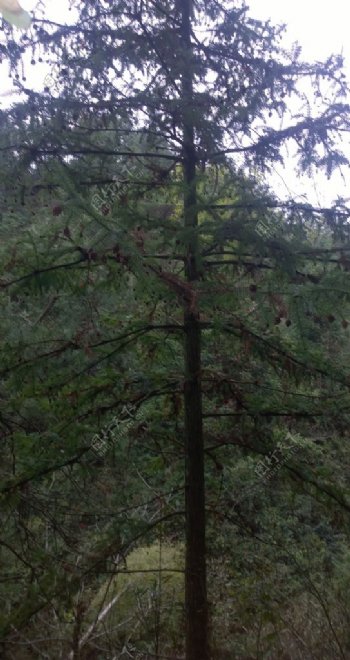 山林里的杉树图片