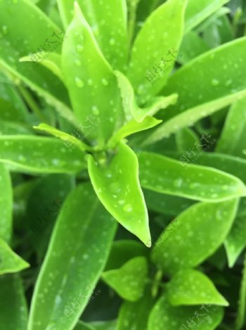 清晨雨露图片