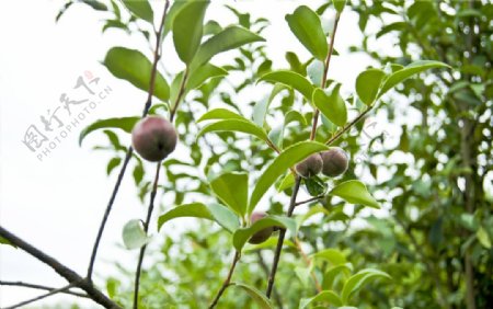 山茶果实图片