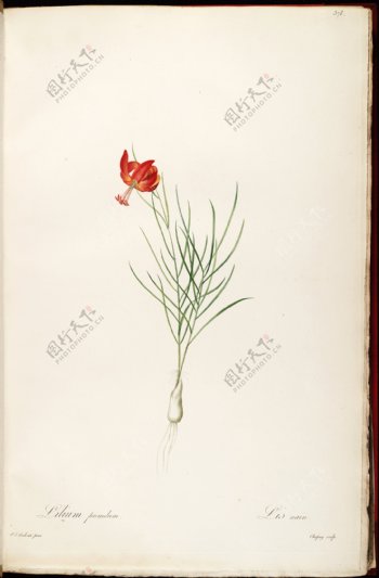 皮埃尔约瑟夫雷杜德植物图图片