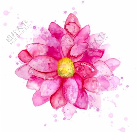 水彩菊花朵矢量素材图片