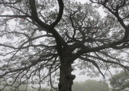黄山风景区黄山松树图片