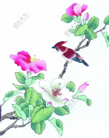 小鸟工笔花卉图片