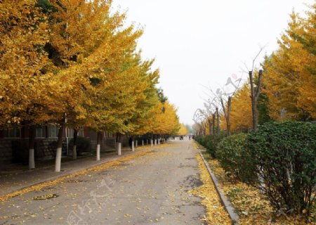 路两侧的银杏树图片