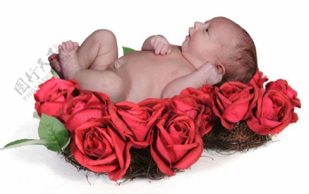 玫瑰婴儿图片