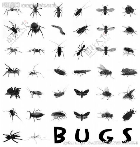 38种昆虫笔刷