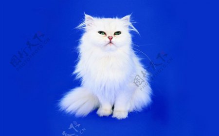 小白猫图片