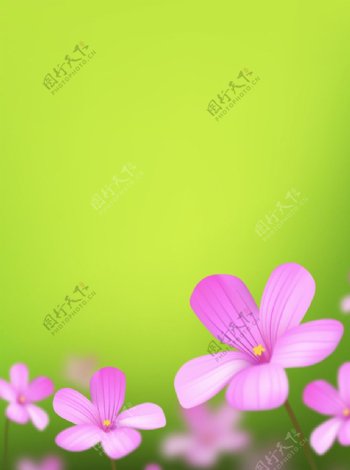 粉色小野花背景图片