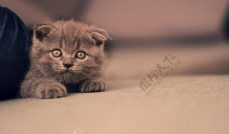 可爱的小猫咪图片