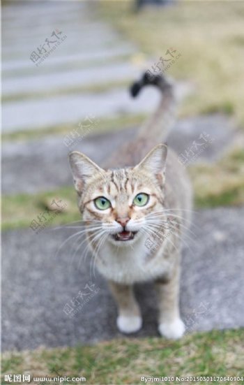 灰色斑纹猫图片