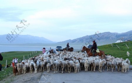 路上的羊群图片