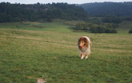苏格兰牧羊犬图片