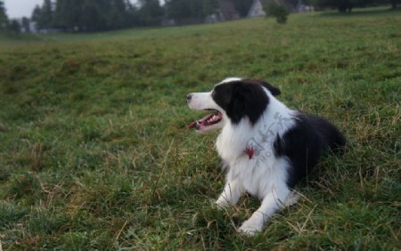 边境牧羊犬图片