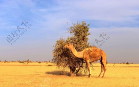 苏丹北喀骆驼图片