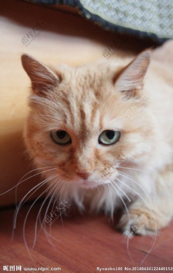 猫黄狸宠物绿眼图片