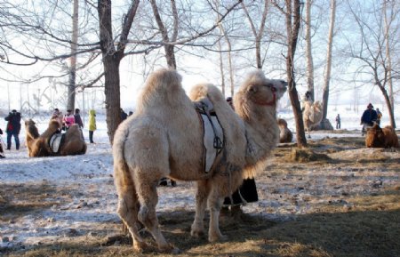 那达慕冰雪节上的骆驼图片