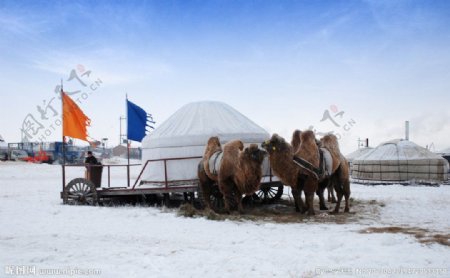 那达慕蒙古包的骆驼图片