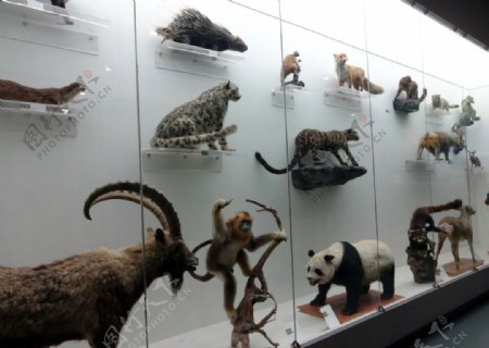 哺乳动物模型图片
