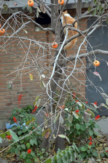猫柿子树串红图片