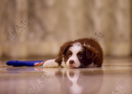 边境牧羊犬幼犬图片