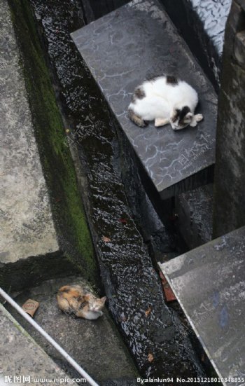 台湾的猫图片