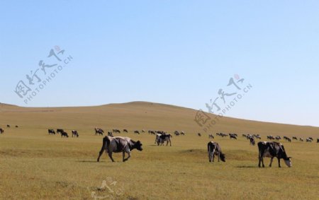 草原牛图片