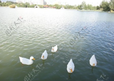 燕鸽湖图片