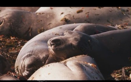 海狮视频素材