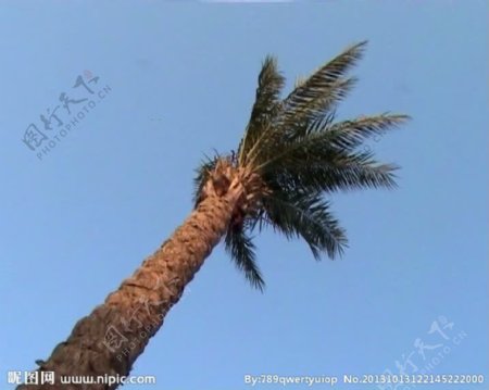 动态风吹椰树视频素材