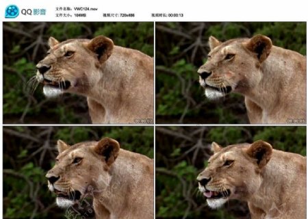 狮子母狮视频实拍素材
