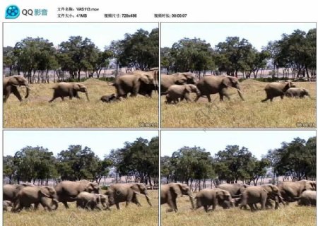 非洲象群视频实拍素材