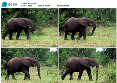 非洲大象视频实拍素材
