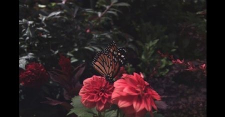蝴蝶围着玫瑰飞舞