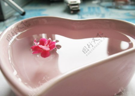 水中海棠花图片