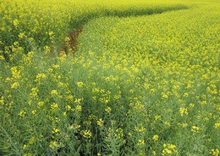 油菜花图片