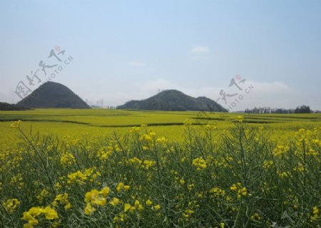 油菜花图片