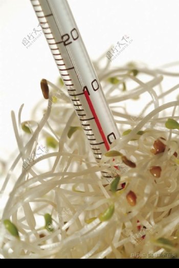 豆芽测量温度图片