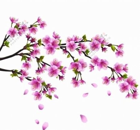 春天的樱花矢量图片