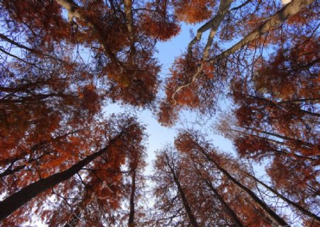 水杉树林秋季图片