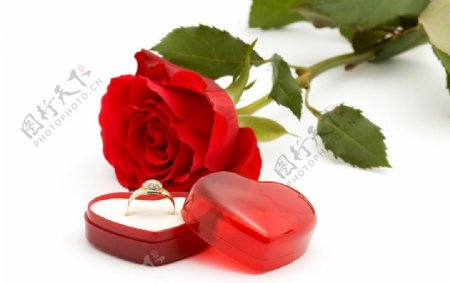 结婚戒指与红玫瑰图片