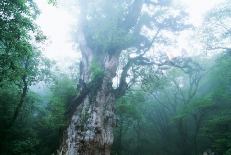 树根树林雾景图片
