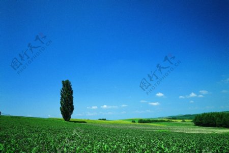 田园景观图片