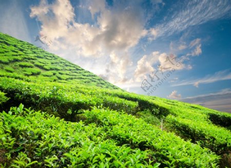 茶叶种植园图片