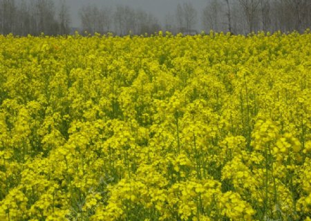 油菜花图片