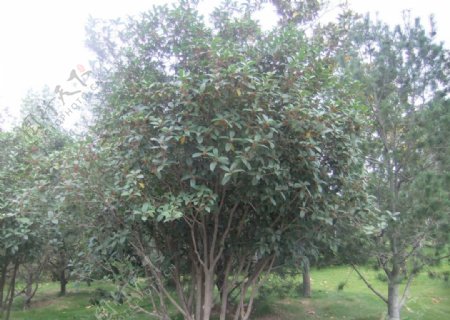 十里香桂花树图片
