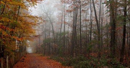 秋天雾中森林图片
