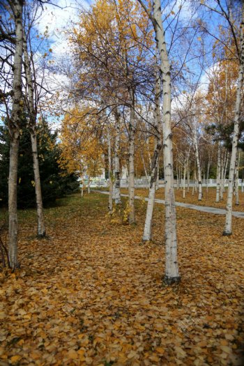 秋天的白桦树图片
