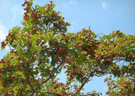 山楂果树树木果实图片